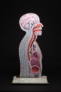 Cover image for Nasogastric intubation teaching model