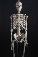 Cover image for Deluxe human skeleton reproduction