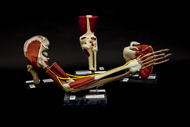 Cover image for Muscle joint sets