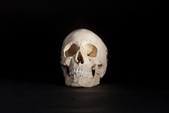 Cover image for Premier skull