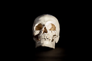 Cover image for Skull model