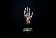 Cover image for Muscles and blood vessels of the hand