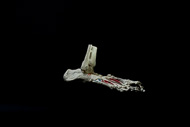 Cover image for Premier elastic-mounted foot skeleton with distal tibia and fibula