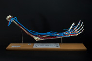 Cover image for Vascular arm