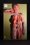 Cover image for Model of the lymphatic system in the human body
