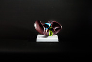 Cover image for Liver/gallbladder model