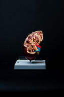 Cover image for Kidney