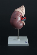 Cover image for Kidney model