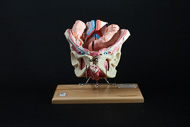 Cover image for Deluxe male pelvis