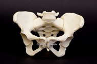 Cover image for [Adult female take-apart pelvis].