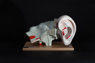 Cover image for Deluxe eight-part ear